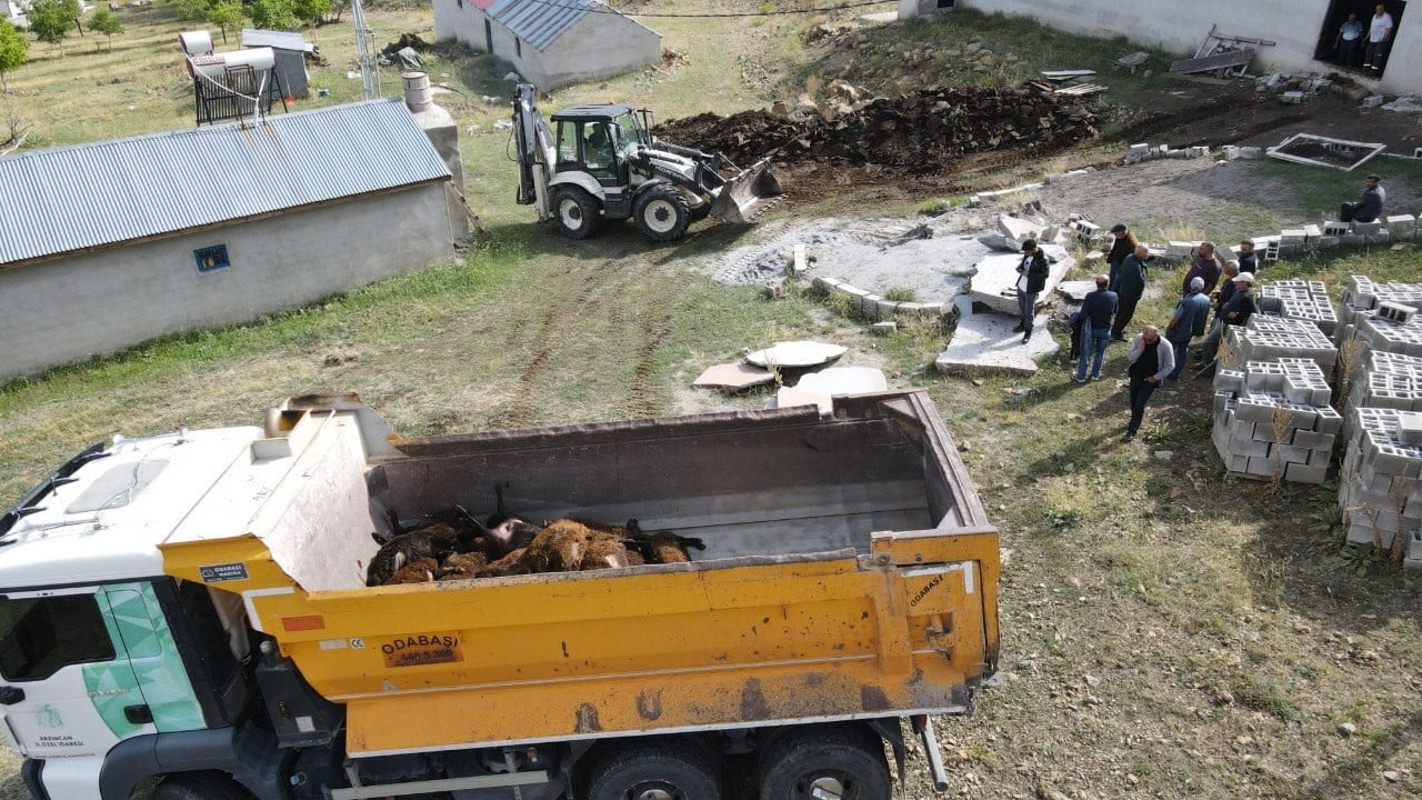ERZİNCAN’DA AYI DEHŞETİ: AĞILA AYI GİRDİ,  144 KÜÇÜKBAŞ HAYVAN TELEF OLDU