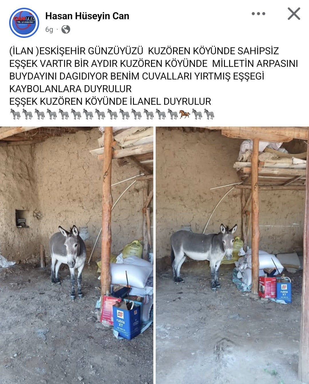 ESKİŞEHİR'DEKİ KIRSAL BİR MAHALLEDE DOLAŞAN BAŞIBOŞ EŞEK MERAK KONUSU OLDU.