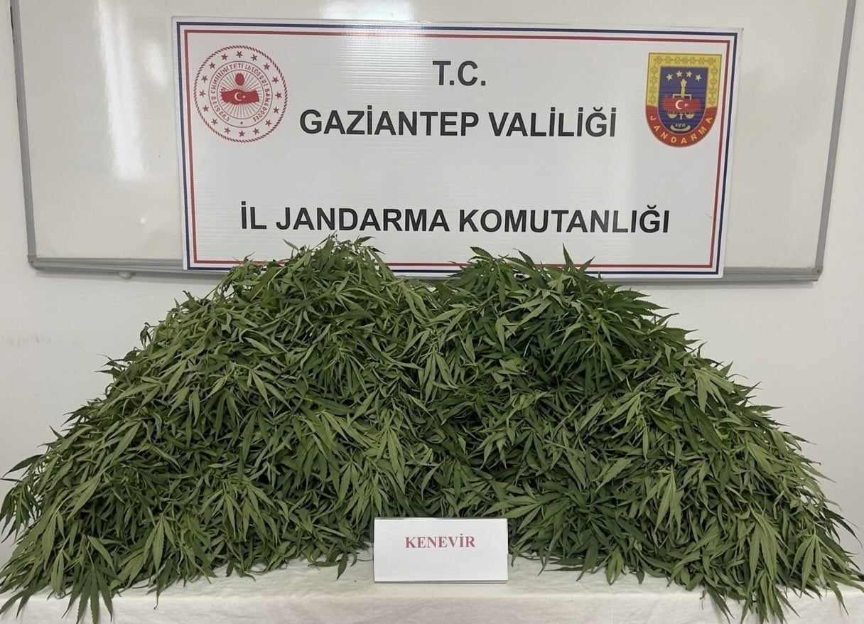 GAZİANTEP'TE JANDARMA EKİPLERİNCE YAPILAN OPERASYONDA 116 KÖK KENEVİR VE 550 GRAM ESRAR ELE...