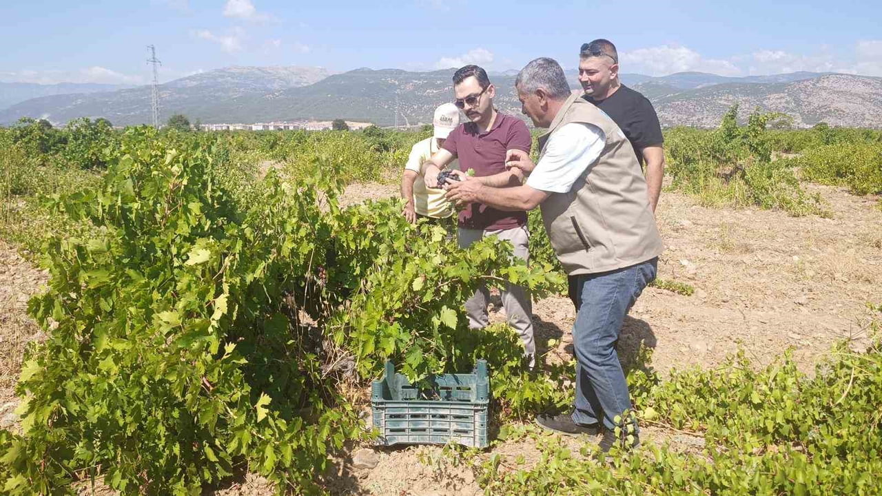 GAZİANTEP’İN İSLAHİYE İLÇESİNDE YETİŞEN, SOFRALIK OLARAK TÜKETİLEN VE PEKMEZ YAPIMINDA EN ÇOK...