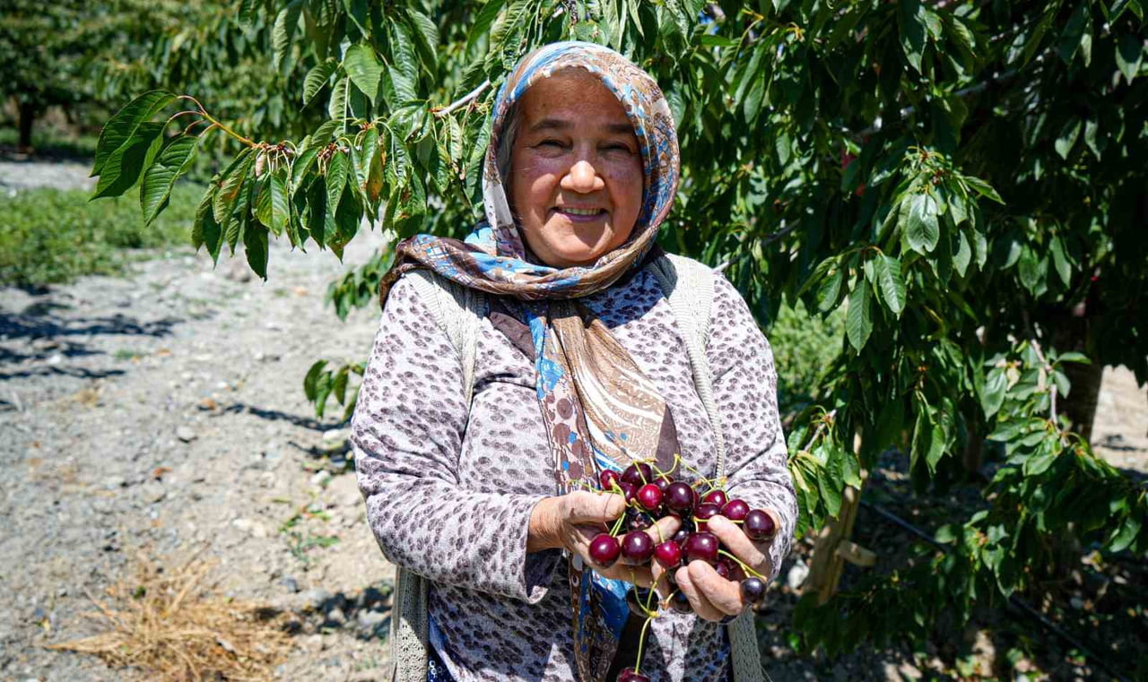 GEÇEN SENE ZİRAİ DON NEDENİYLE VERİMDE DÜŞÜŞ YAŞAYAN ANKARALI KİRAZ ÜRETİCİLERİ, YENİ SEZONDA 80...