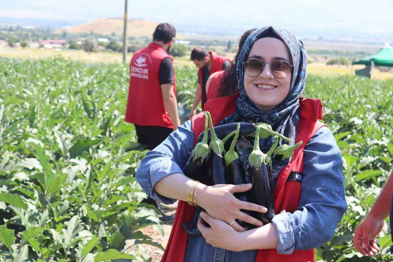 GENÇLİK MERKEZİ GÖNÜLLÜLERİ PATLICAN HASADINA KATILDI