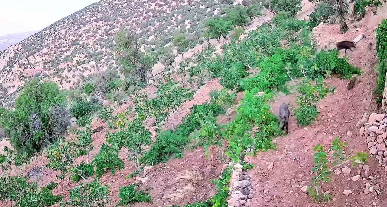 GERCÜŞ’TE DOMUZ SÜRÜSÜ BAĞ VE FISTIK BAHÇELERİNE ZARAR VERDİ
