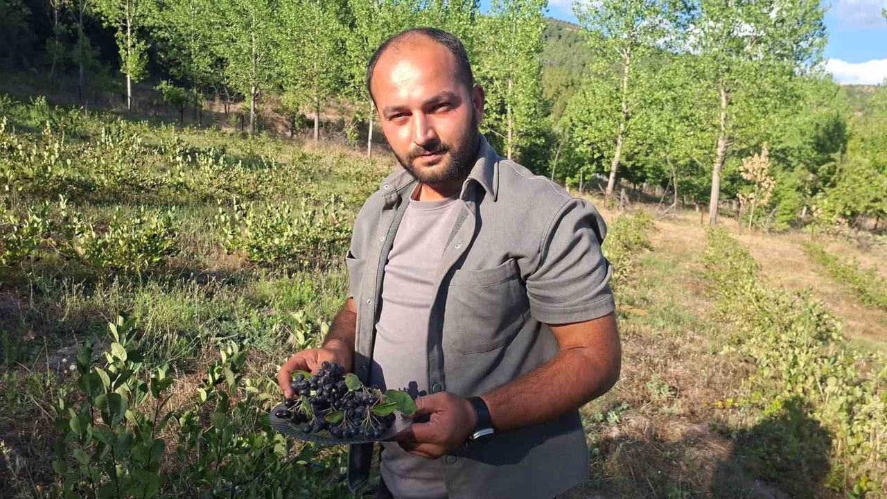 GÜLDÜREN KÖYÜNDE ZİRAAT MÜHENDİSİ TUNAHAN ARSLAN, 7 DÖNÜMLÜK BAHÇESİNDE ARONYA HASADINA...