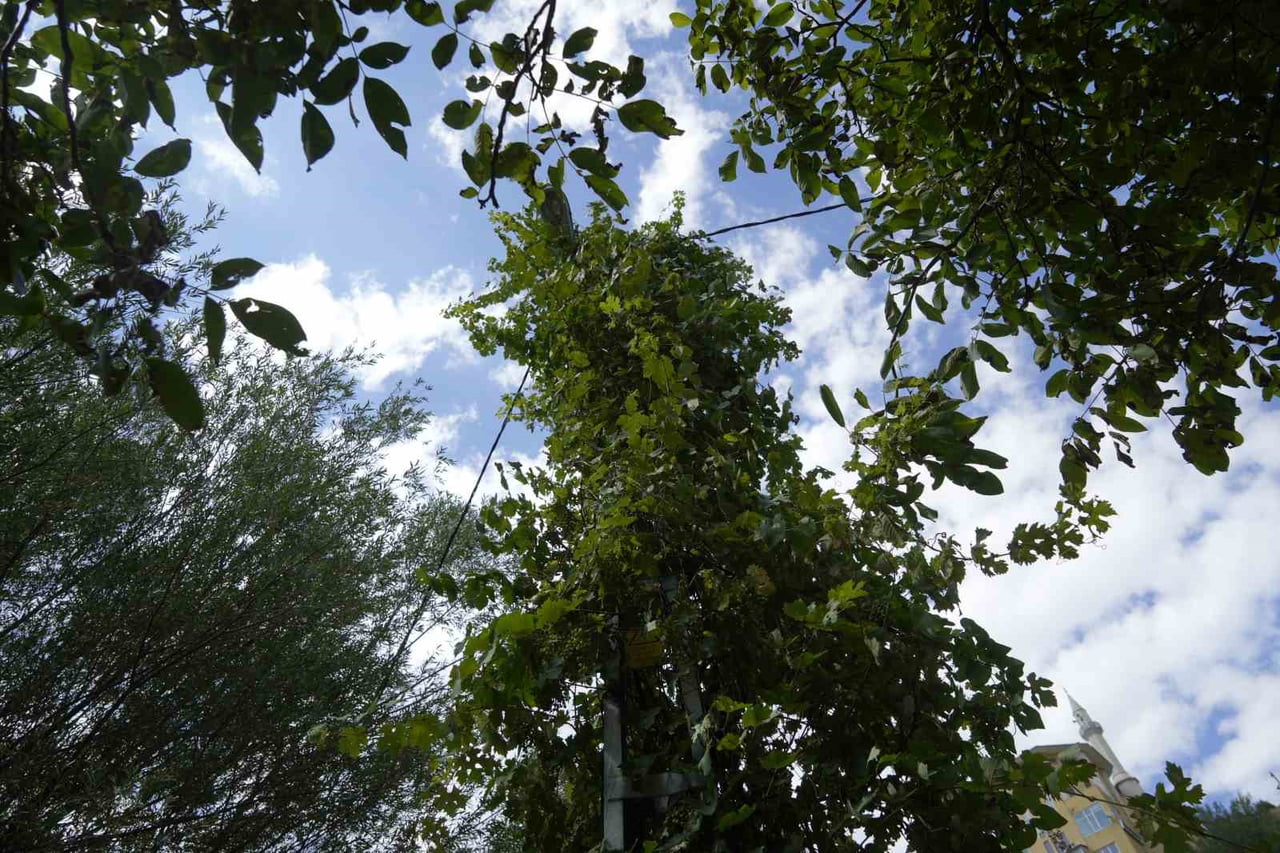 GÜMÜŞHANE'DE BİR ELEKTRİK DİREĞİNİ TAMAMEN SARAN ÜZÜM SARMAŞIKLARI, DİREĞİ ADETA BİR AĞACA...