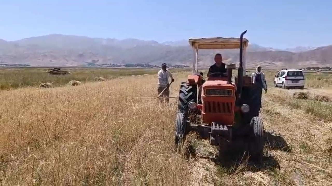 HAKKARİ'NİN YÜKSEKOVA İLÇESİNDE ÇİFTÇİLER, KAVURUCU SICAKLARA RAĞMEN TARLALARDAKİ BUĞDAYIN...