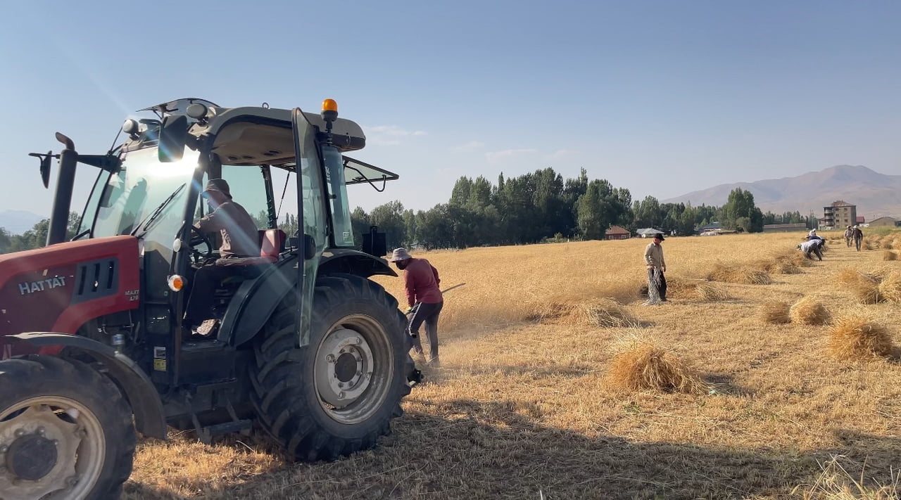 HAKKARİ'NİN YÜKSEKOVA İLÇESİNE BAĞLI BATAKLI KÖYÜNDE VATANDAŞLAR, ASIRLIK İMECE GELENEĞİYLE HASAT...