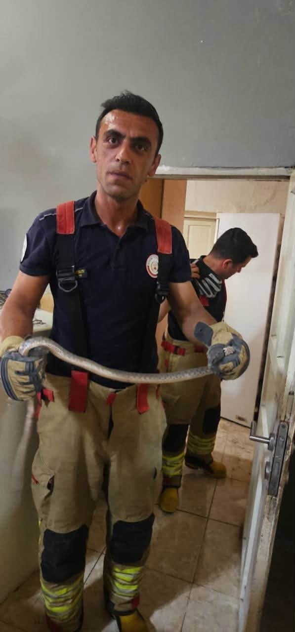 HATAY'IN ANTAKYA İLÇESİNDE HAVALARIN ISINMASIYLA BİRLİKTE YERLEŞİM YERLERİNDE GÖRÜLEN YILANLAR...