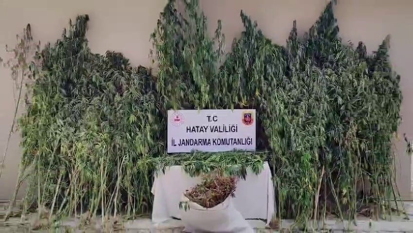 HATAY’DA JANDARMA EKİPLERİ TARAFINDAN GERÇEKLEŞTİRİLEN ÇALIŞMALARDA ORMAN İÇERİSİNDE EKİLİ 915 KÖK...