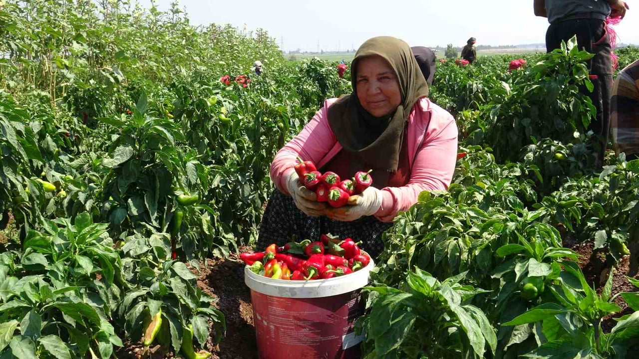 HATAY’DA KİLOGRAM FİYATI 25 TL’DEN ALICI BULAN KAPYA BİBER HASADINI YAPAN İŞÇİLER, 40 DERECEYİ...