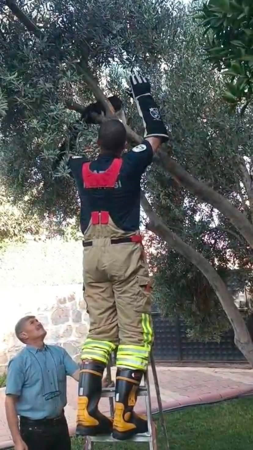 HATAY KEDİ KURTARMA OPERASYONU