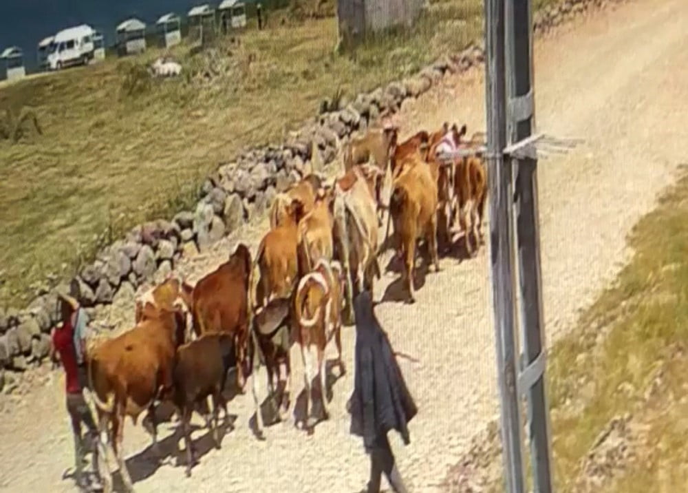 HIRSIZLARIN SÜRÜYÜ GÖTÜRÜŞÜ KAMERAYA YANSIDI