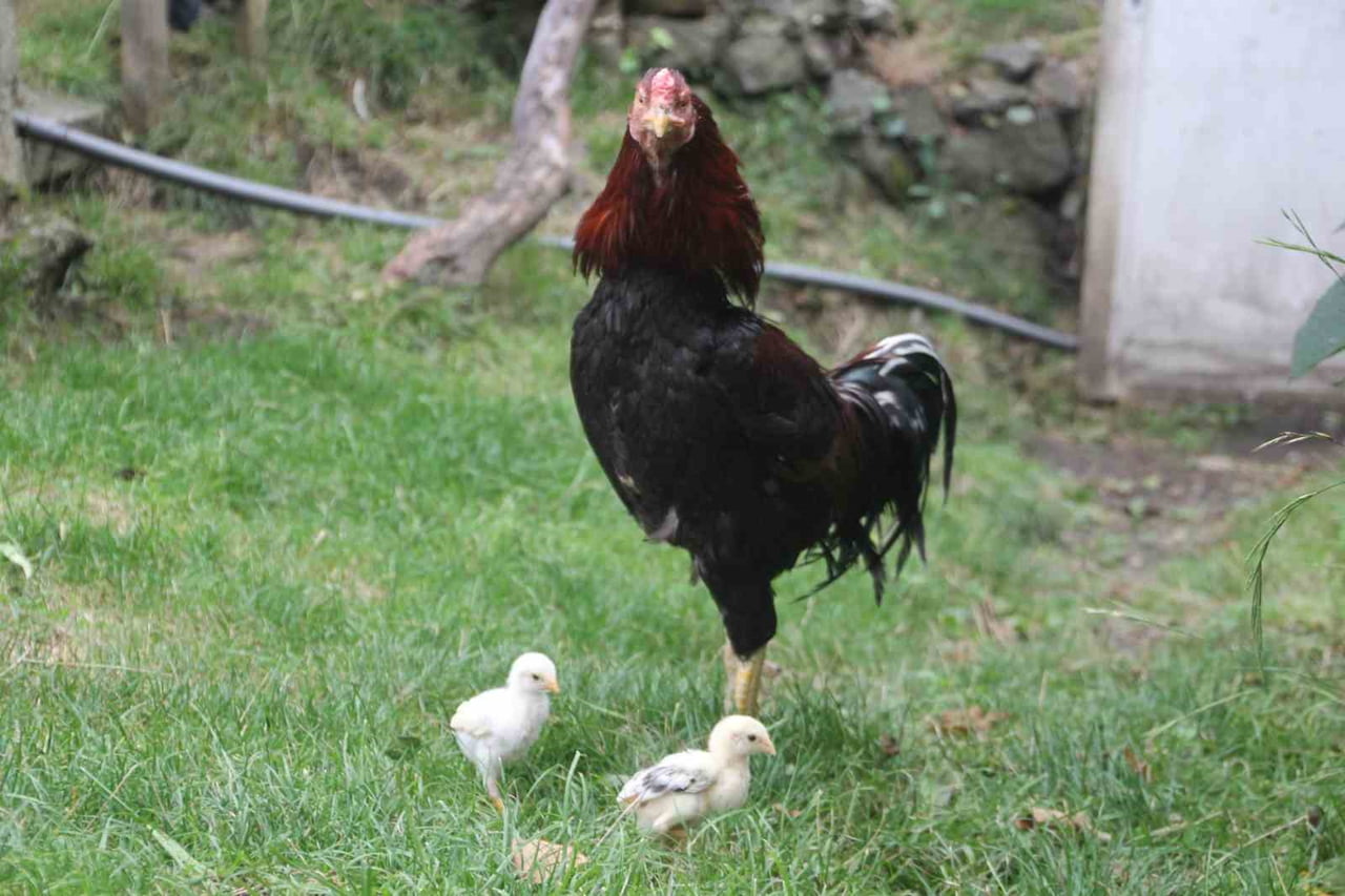 HOROZ VE CİVCİVLERİ