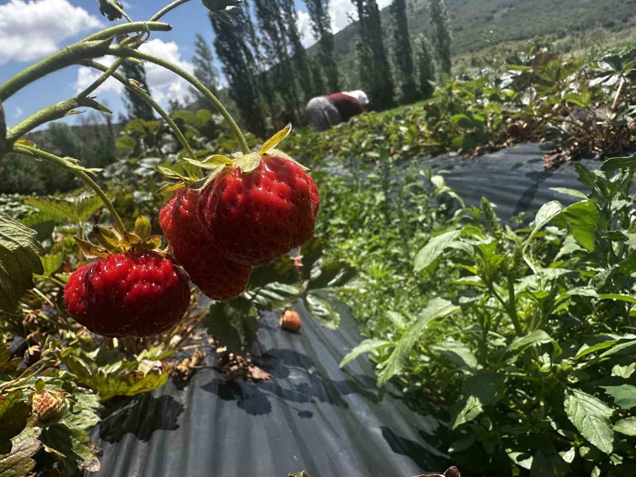 HÜYÜK ÇİLEĞİ HASADI YAPILDI