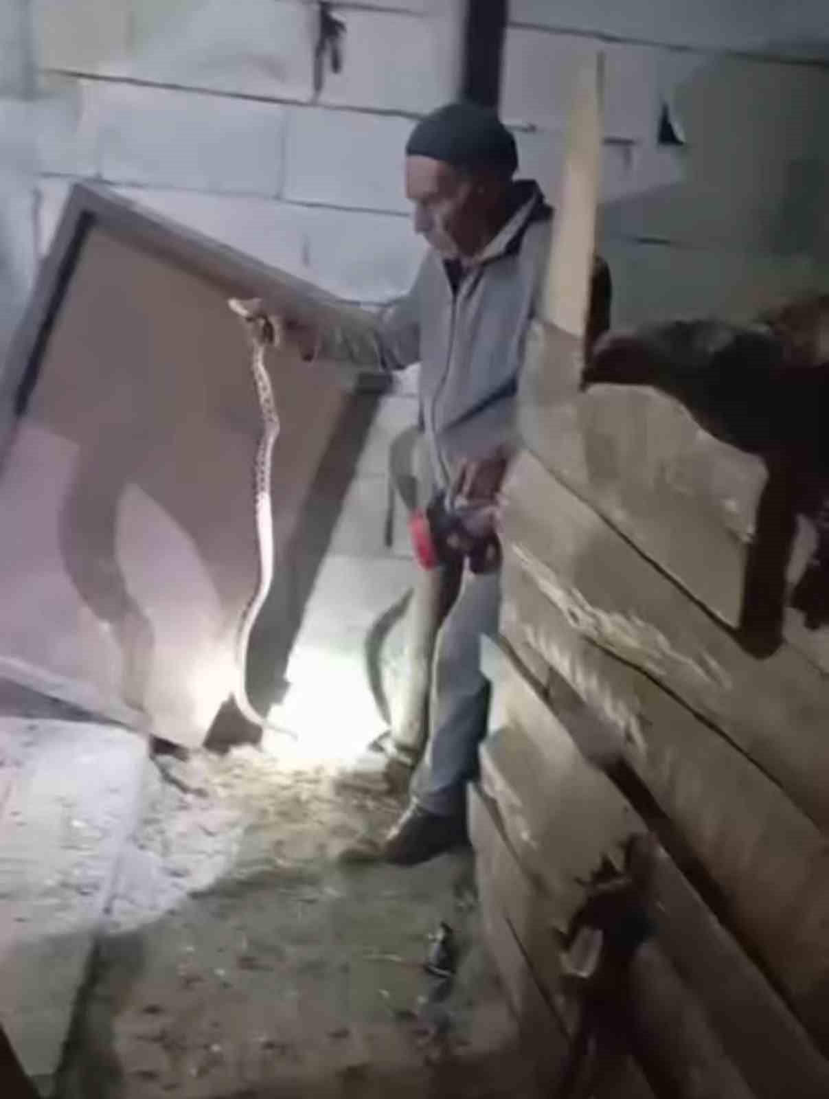 IĞDIR’IN “YILAN BÜKÜCÜSÜ” GECE GÜNDÜZ DEMEDEN YILANLARI ÇIPLAK ELLE YAKALIYOR