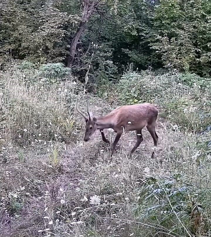 İNEGÖL İLÇE KIRSALINA KURULAN FOTOKAPANA AYI VE 2 YAVRUSU, 2 KIZIL GEYİK İLE YABAN DOMUZU...