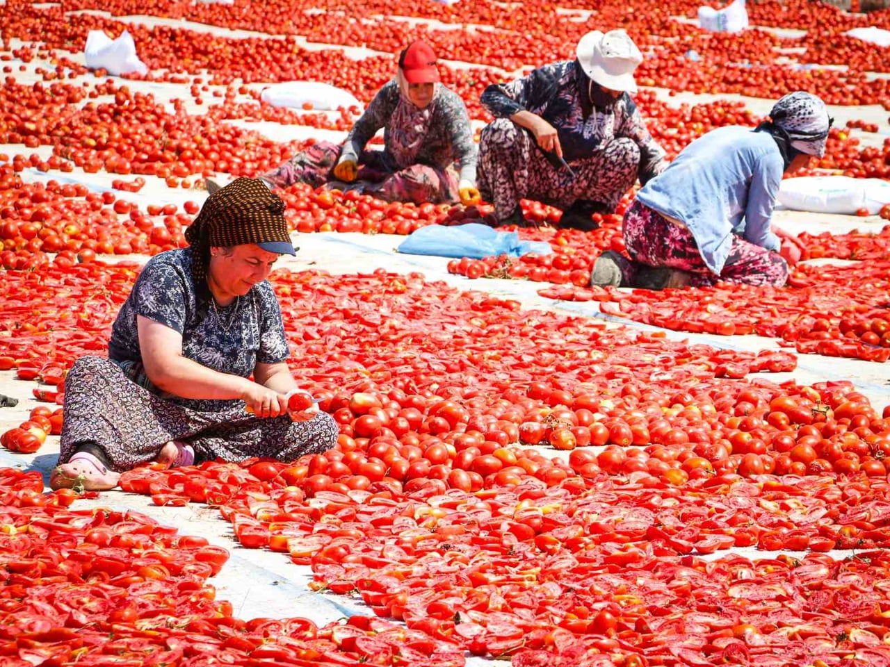 İZMİR'İN TORBALI İLÇESİNDE KURU DOMATES ÜRETİCİLERİ VE TARIM İŞÇİLERİNİN YOĞUN MESAİSİ DEVAM...