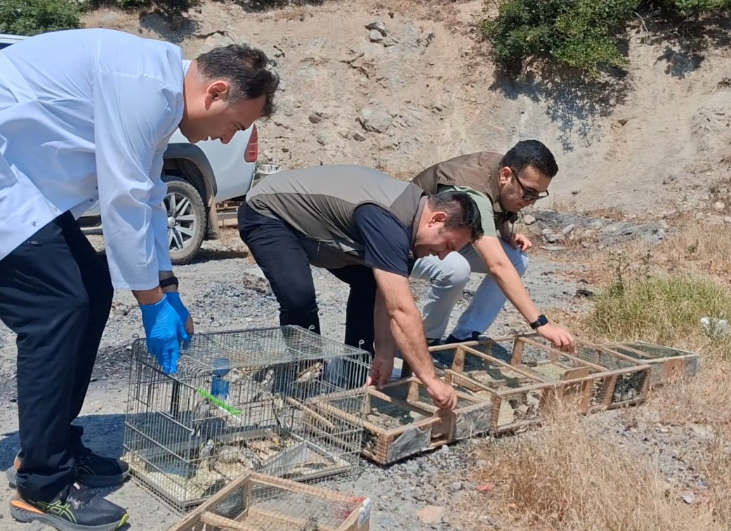 KAHRAMANMARAŞ'TA KAÇAK SAKA KUŞU AVLADIĞI BELİRLENEN 4 KİŞİ YAKALANIRKEN ELE GEÇİRİLEN 175 CANLI...