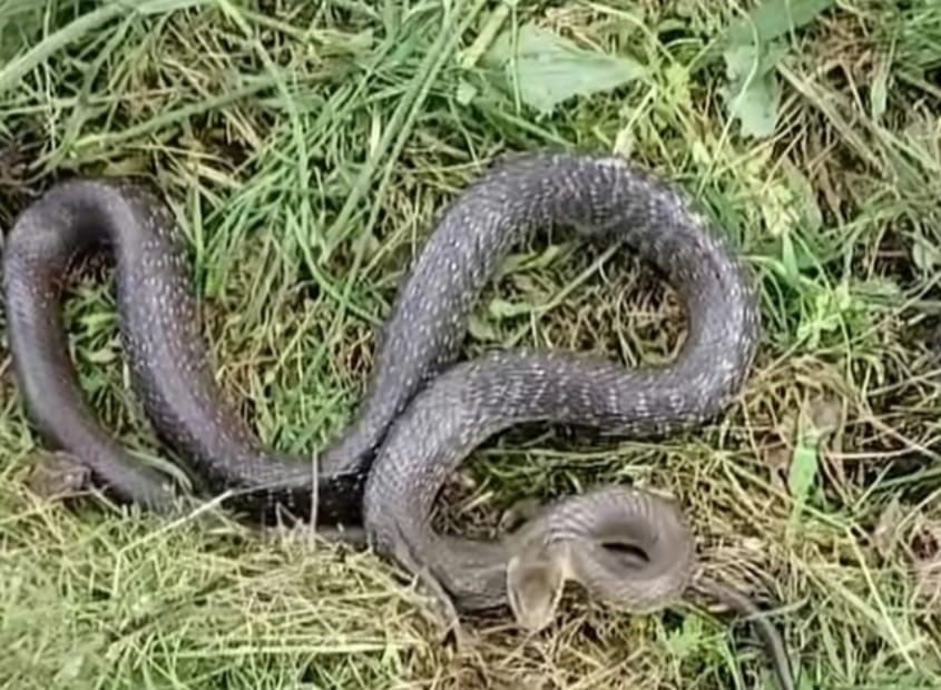 KAHRAMANMARAŞ’IN ANDIRIN İLÇESİNDE BİR EVİNİN BAHÇESİNDE GÖRÜLEN YILAN PANİĞE NEDEN...