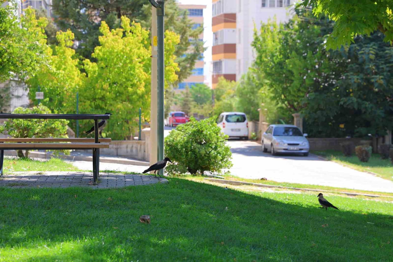 KAHRAMANMARAŞ’TA BİR ÇOCUK OYUN VE DİNLENME PARKI, ÇOK SAYIDA KARGANIN MESKEN TUTTUĞU ALAN HALİNE...
