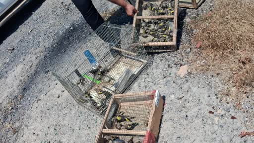 Kahramanmaraş’ta kaçak saka kuşu avına operasyon: 175 kuş kurtarıldı