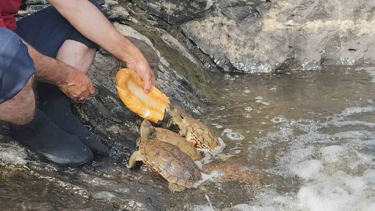 KAPLUMBAĞA BESLERKEN