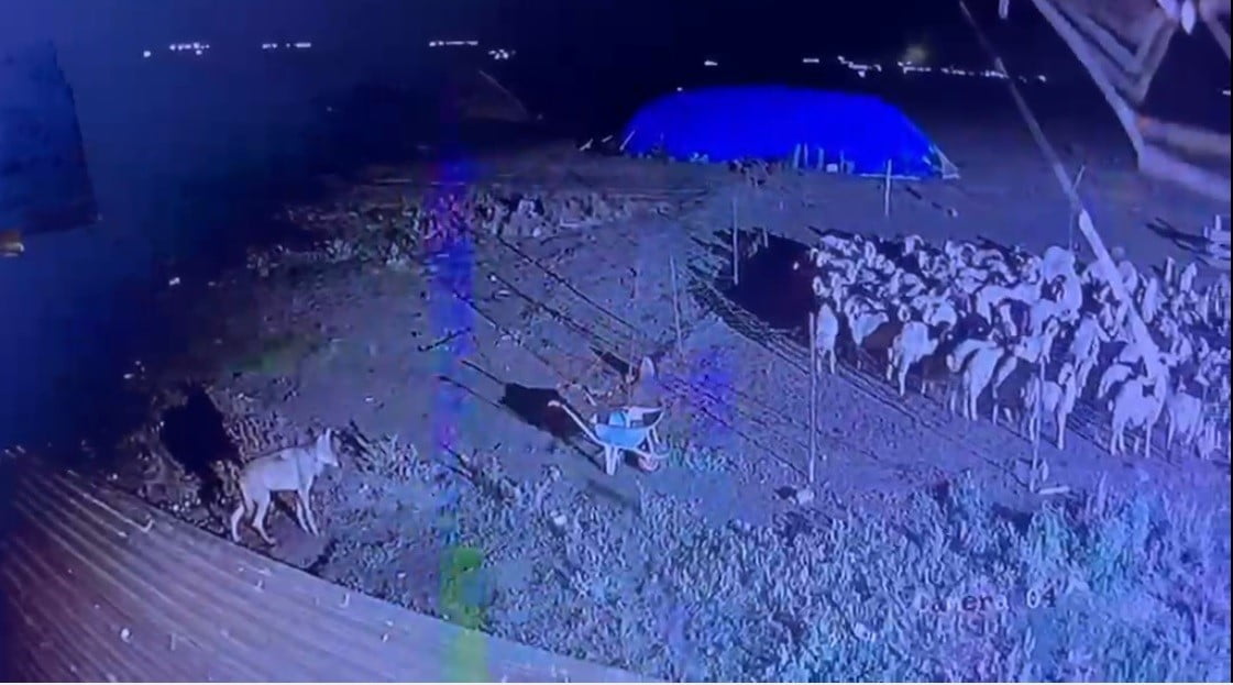 KARS'TA GECE YARISI YERLEŞİM YERİNE İNEN KURT GÜVENLİK KAMERASINDA(KARS-İHA)