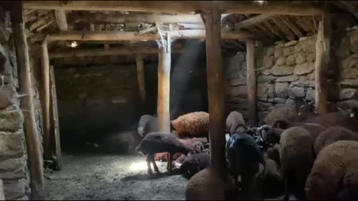 Kavurucu sıcaklar küçükbaş hayvanlarda kırkım mesaisini başlattı