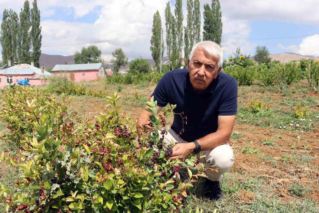 KAYSERİ'NİN SARIZ İLÇESİNDE 5 YILDIR ARONYA BİTKİSİ YETİŞTİREN MUSTAFA NEZİHİ KOLUKISA, BİTKİNİN...