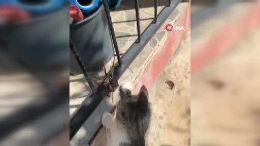 Kedi, dev etçil çekirgeyle fareyle oynar gibi oynadı