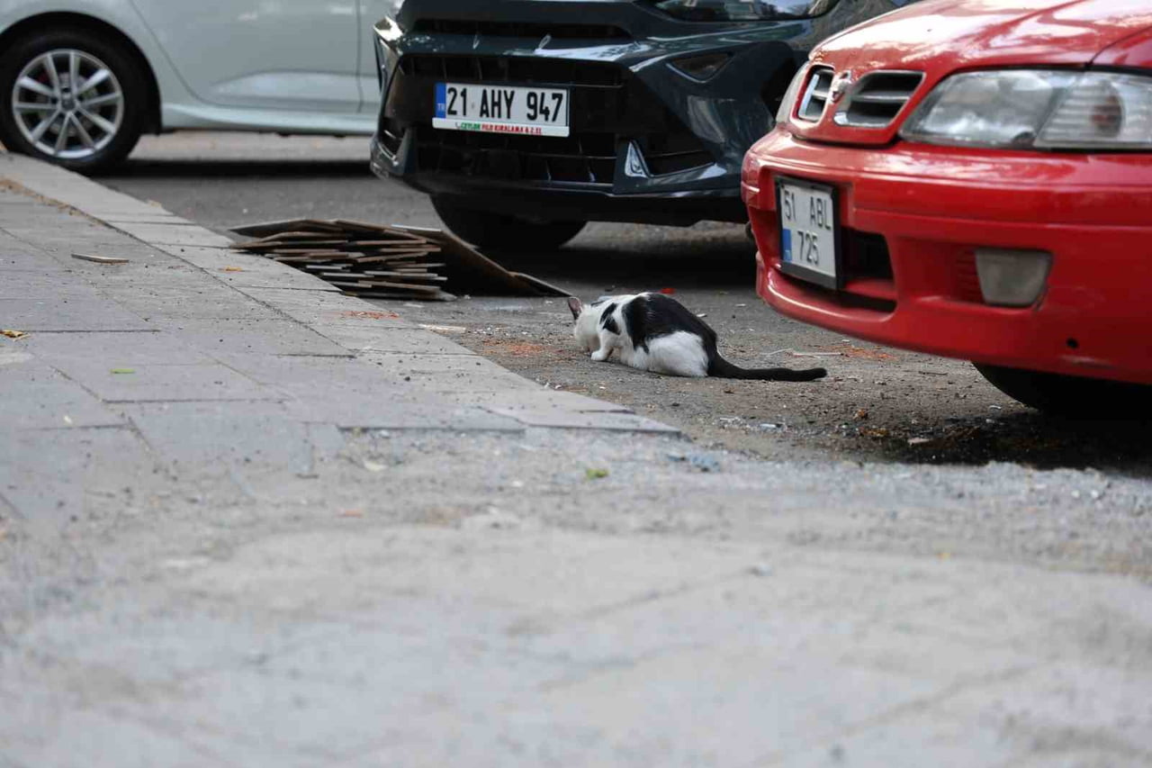 KEDİ VE KÖPEK TEMASINDAKİ KUDUZ ALARMINDA İLK 48 SAATE DİKKAT