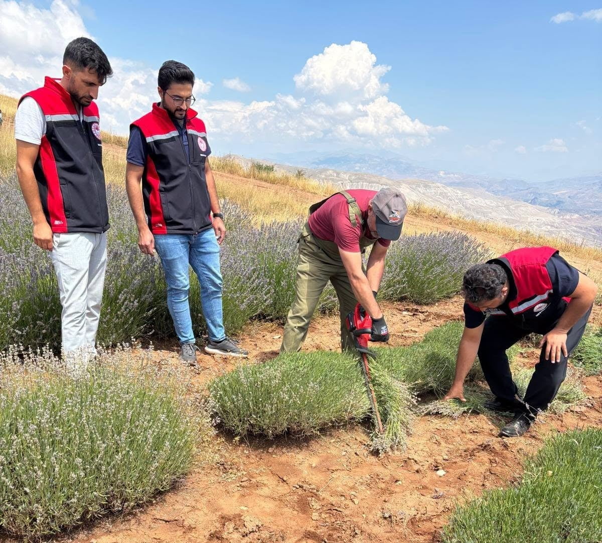 KEMAH’TA MOR BEREKET: LAVANTA HASADI BAŞLADI