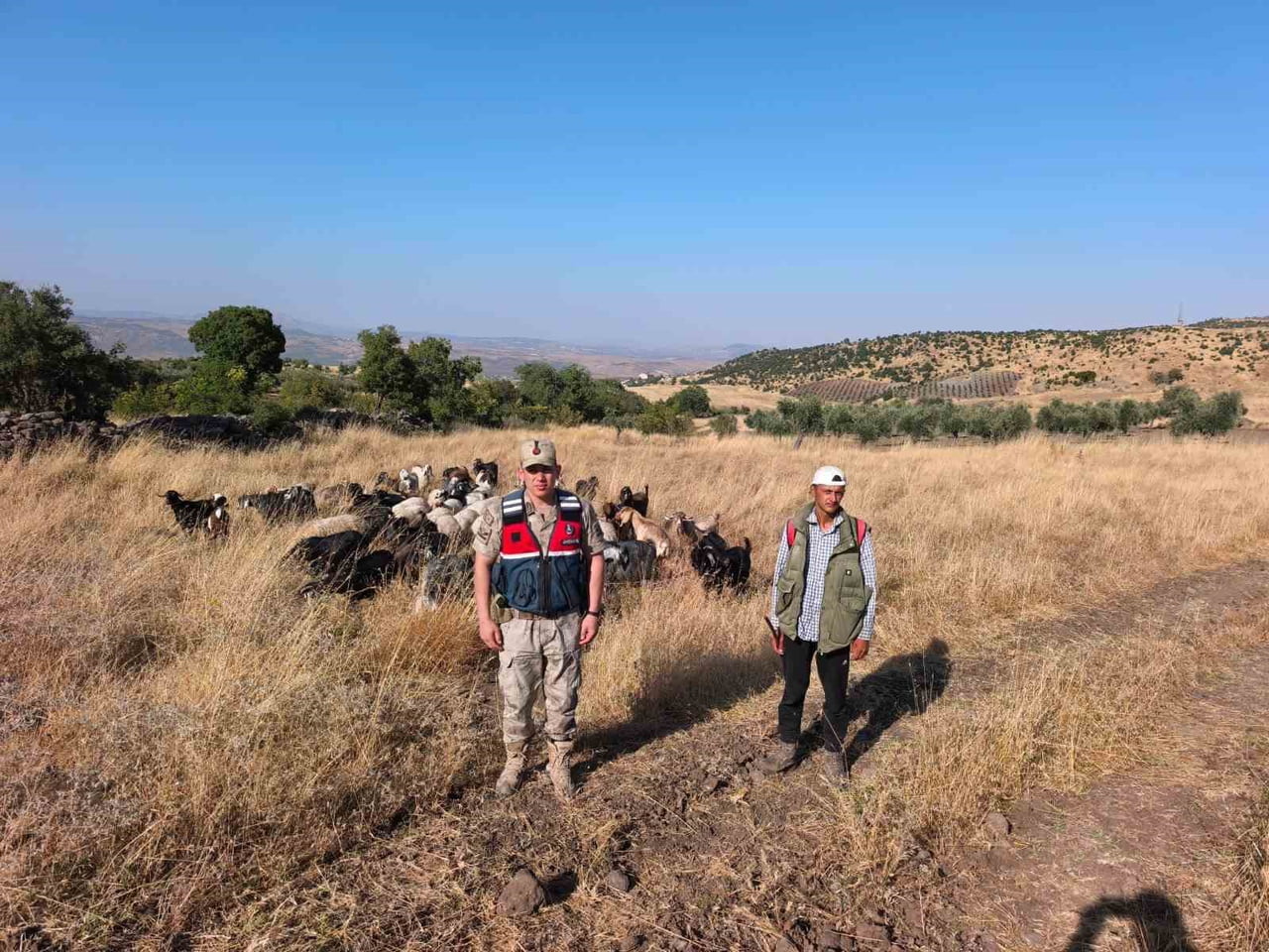 KİLİS'TE KAYBOLAN 50 KÜÇÜKBAŞ HAYVAN JANDARMA TARAFINDAN BULUNARAK SAHİBİNE TESLİM EDİLDİ