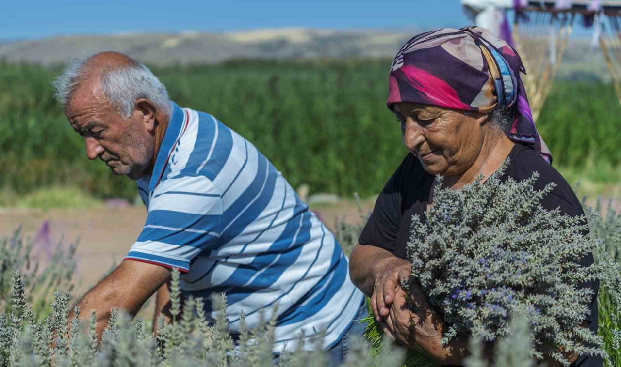 KIRIKKALE'NİN BAHŞILI İLÇESİNDE 7 YILDIR LAVANTA YETİŞTİREN MEHMET VE ZÜBEYDE BOZKURT ÇİFTİ...