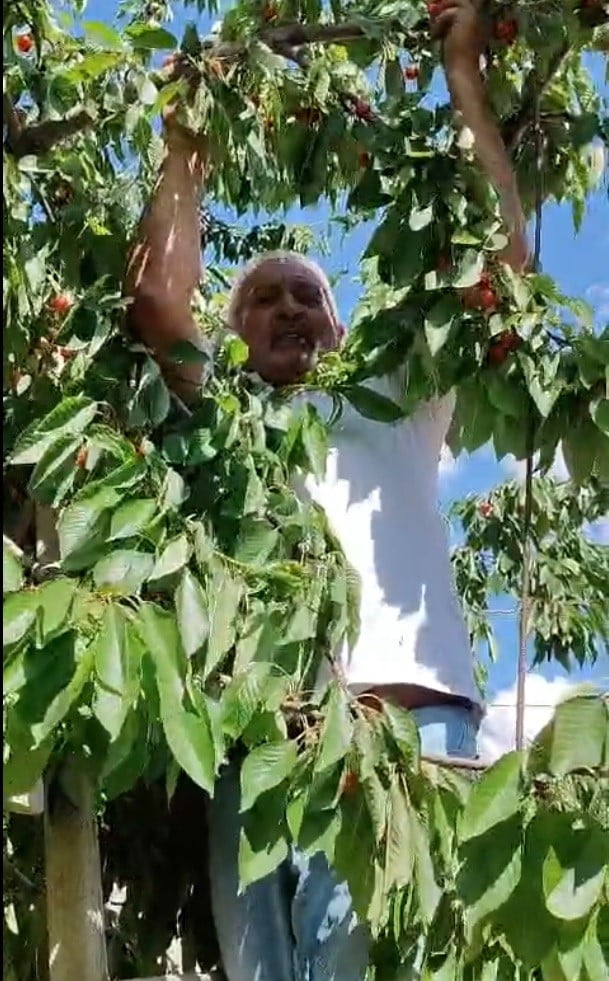 KİTRE KÖYÜNDE OLGUNLAŞAN KİRAZLARIN DALDA KALANLARI KARGALARA BIRAKILIYOR