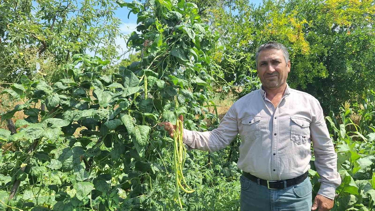 KIZILÇUKUR MAHALLESİ’NE ÖZGÜ BÖRÜLCENİN YAYLA HAVASINI SEVDİĞİNİ BELİRTEN ÇİFTÇİ HÜSEYİN MEMİŞ...