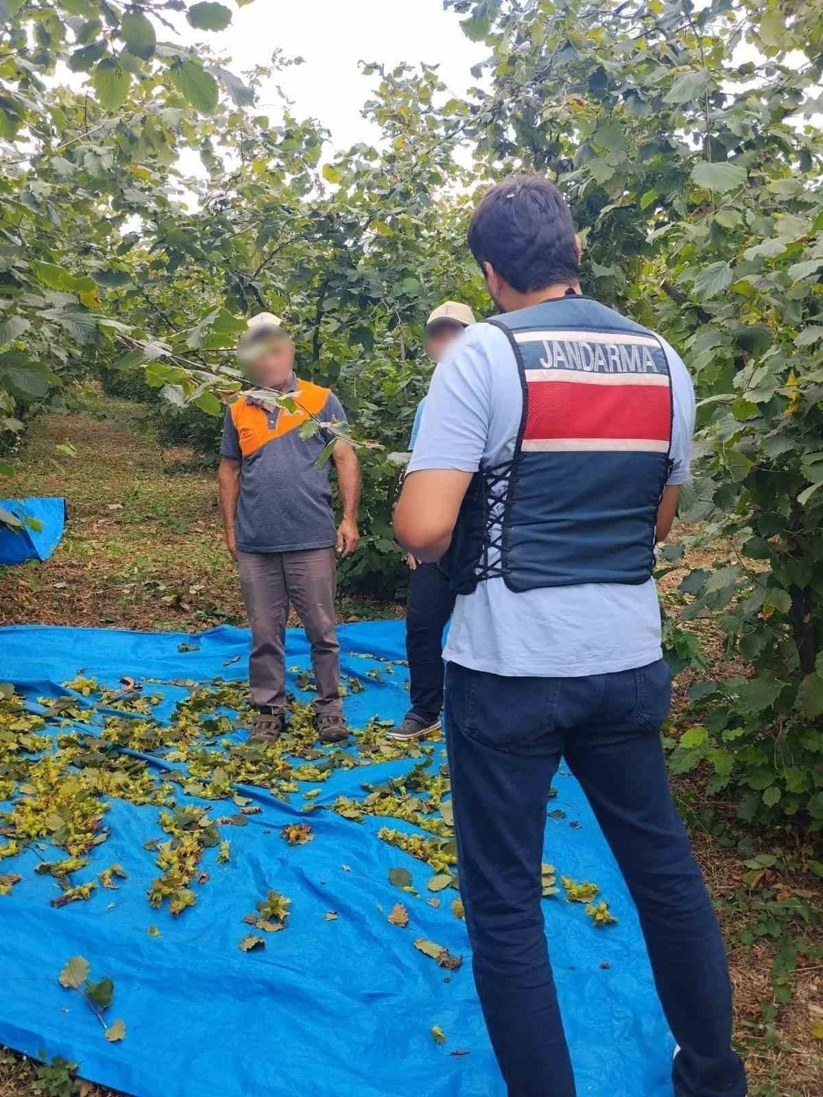 KOCAELİ İL JANDARMA KOMUTANLIĞI EKİPLERİ, FINDIK HASADI DÖNEMİNDE TARLALARDA YAŞANABİLECEK...