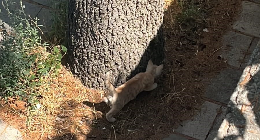 KONYA'NIN BEYŞEHİR İLÇESİNDE AĞACIN TEPESİNDE MAHSUR KALAN KEDİ, İTFAİYE EKİPLERİNİN MÜDAHALESİYLE...