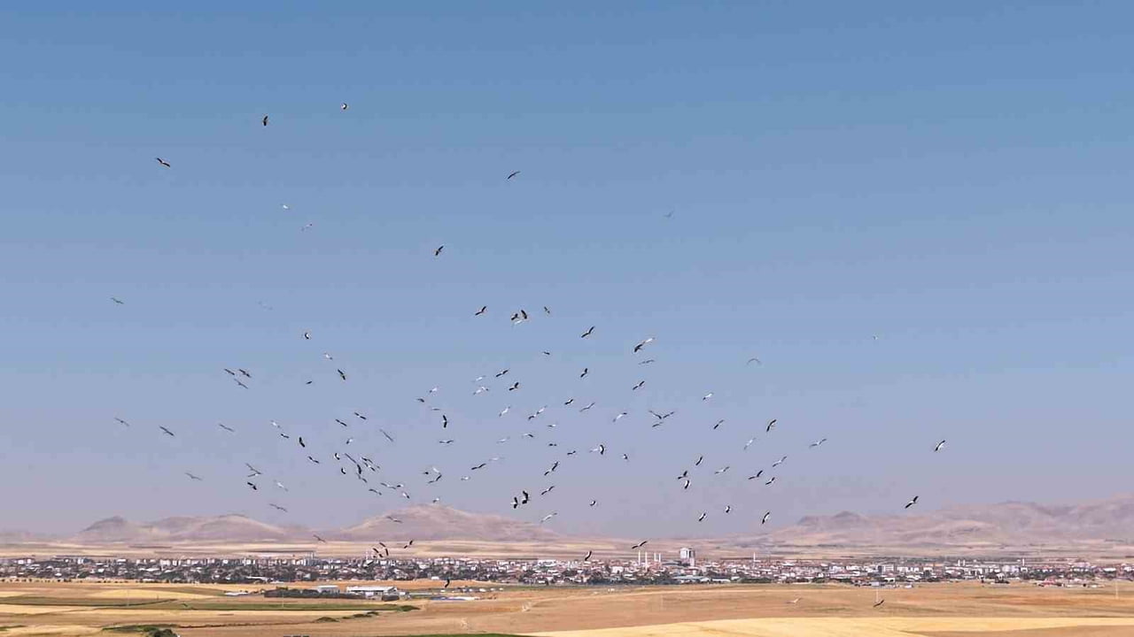 KONYA’NIN KULU İLÇESİNDE BULUNAN DÜDEN GÖLÜ’NDE KONAKLAYAN LEYLEKLERİN GÖKYÜZÜNDEKİ HAREKETLİLİĞİ...