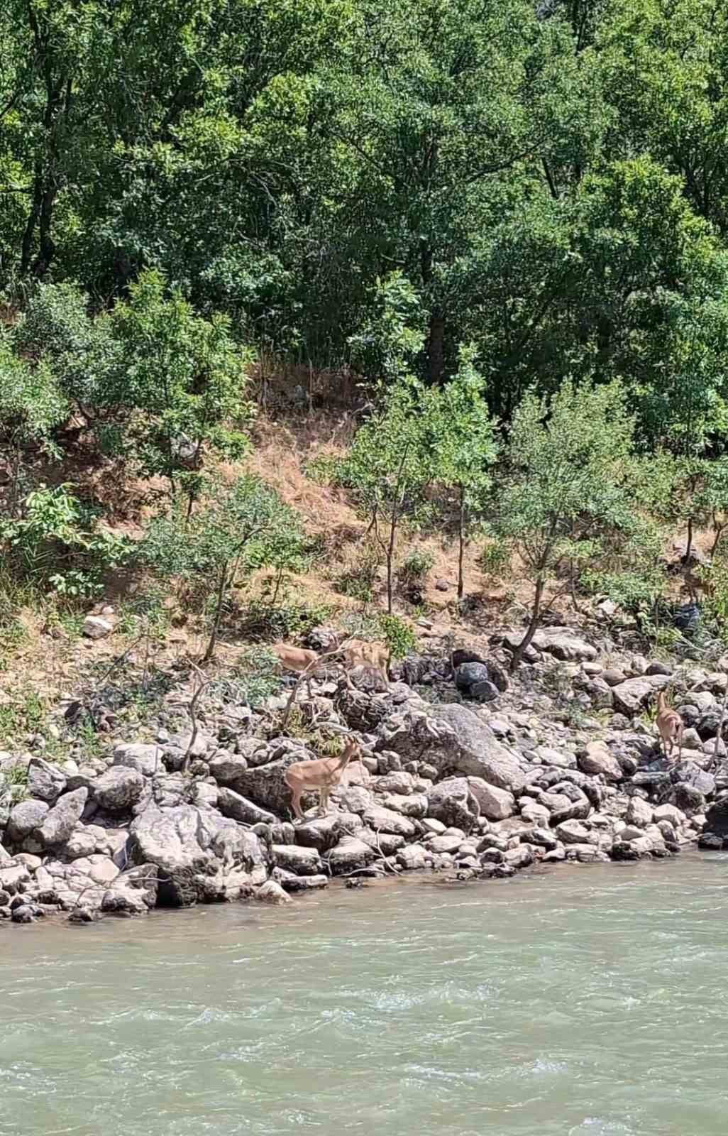 KORUMA ALTINDA BULUNAN DAĞ KEÇİLERİ, MUNZUR NEHRİ KENARINDA GÖRÜNTÜLENDİ.