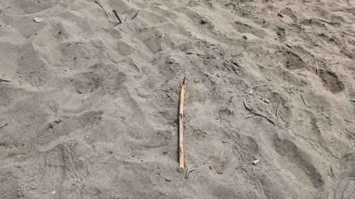 Kumsalda yakılan ateş denize ulaşmaya çalışan yavru carettayı yakıp telef etti