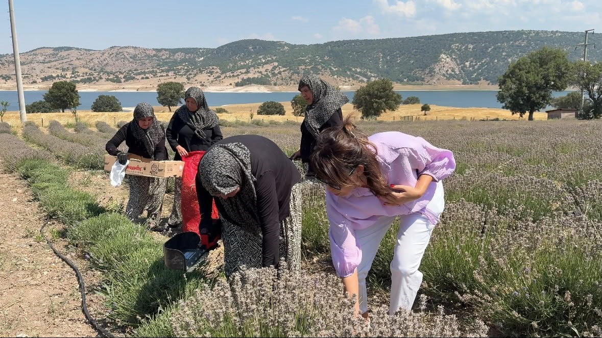 KÜTAHYA'DA SITKI LAVANTA VADİSİ'NDE 5 YIL ÖNCE DİKİLEN LAVANTALARIN HASADI BAŞLADI.
