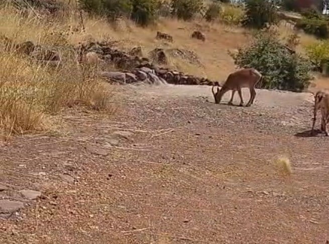 MALATYA'DA DAĞ KEÇİLERİ GÖRÜNTÜLENDİ