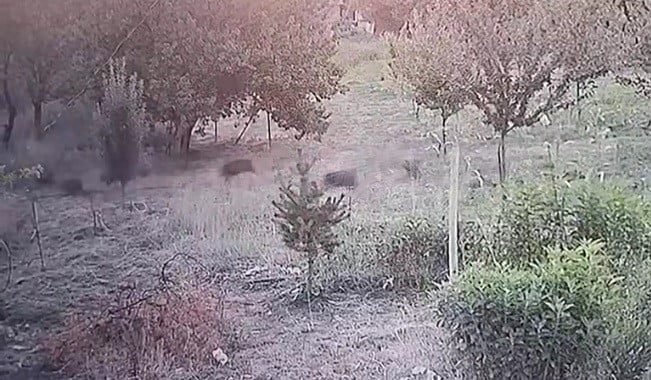 MALATYA'DA YERLEŞİM YERLERİNE KADAR İNEN DOMUZ SÜRÜSÜ KAYISI BAHÇESİNE GİRERKEN GÜVENLİK...