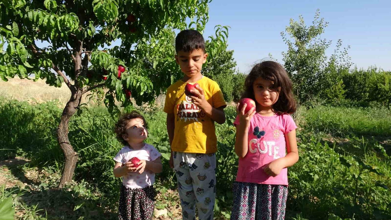MALATYA'DA YERLİ ARMUT ÇEŞİTLERİNİN TOPLANMASINA HENÜZ AYLAR VARKEN, AKÇADAĞ İLÇESİNDE KAYISIYA...