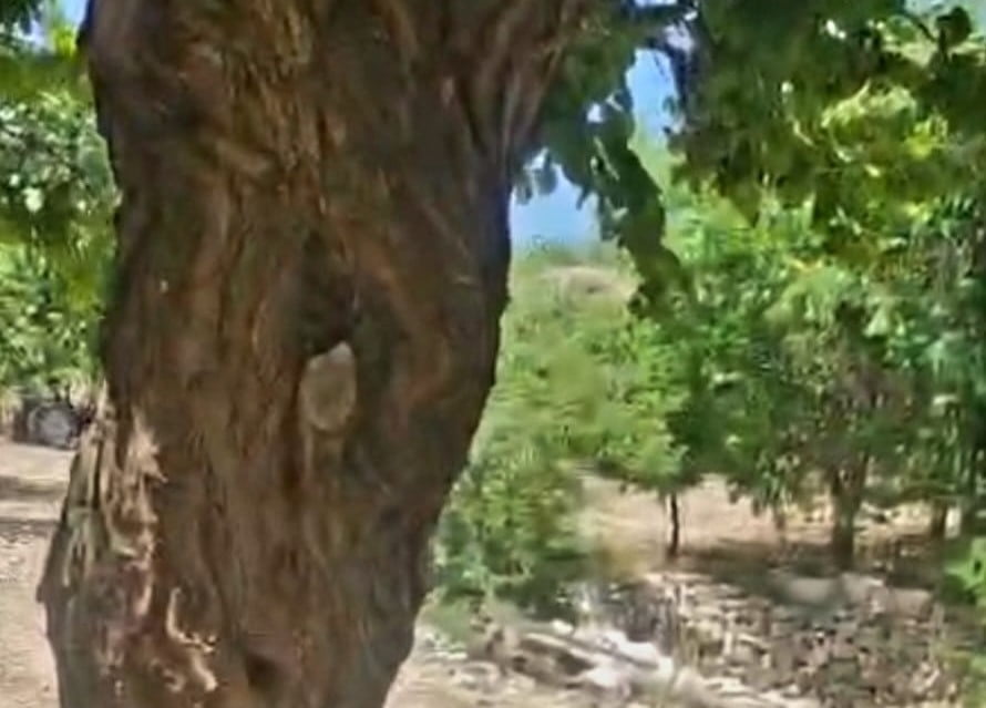 MALATYA'NIN DARENDE İLÇESİNDE BİR KAYISI AĞACININ GÖVDESİNDEKİ OYUĞA YERLEŞEN BİNLERCE BAL ARISI...