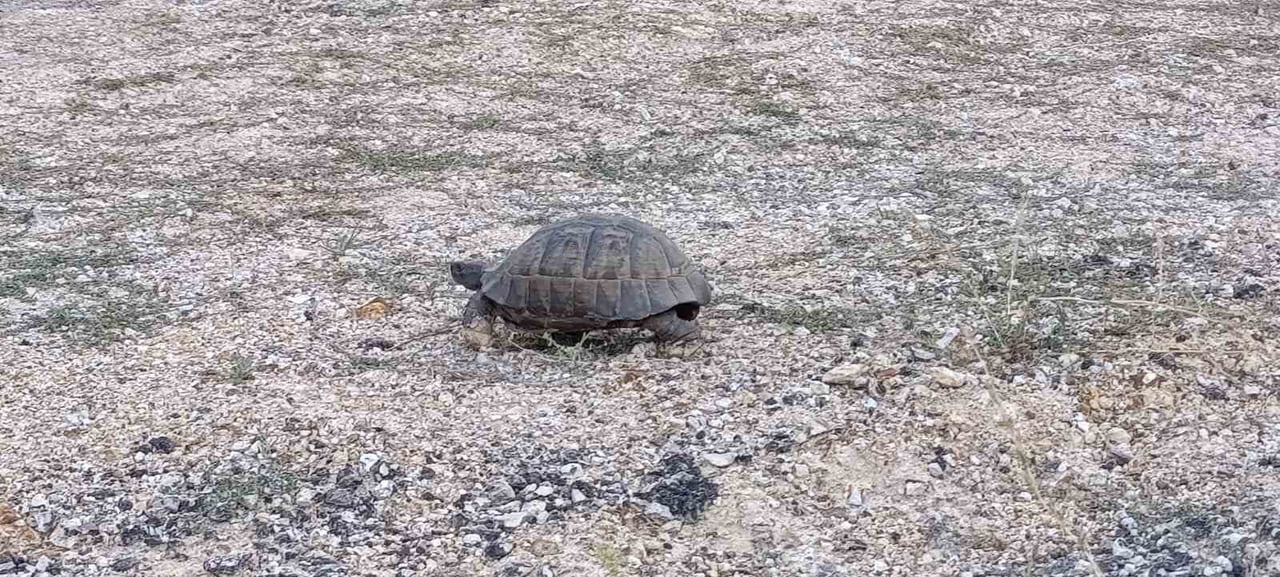 MALATYA’NIN ARAPGİR-ARGUVAN KARAYOLUNDA YOLA ÇIKAN KAPLUMBAĞANIN GÜVENLİ ŞEKİLDE KARŞIYA GEÇMESİ...