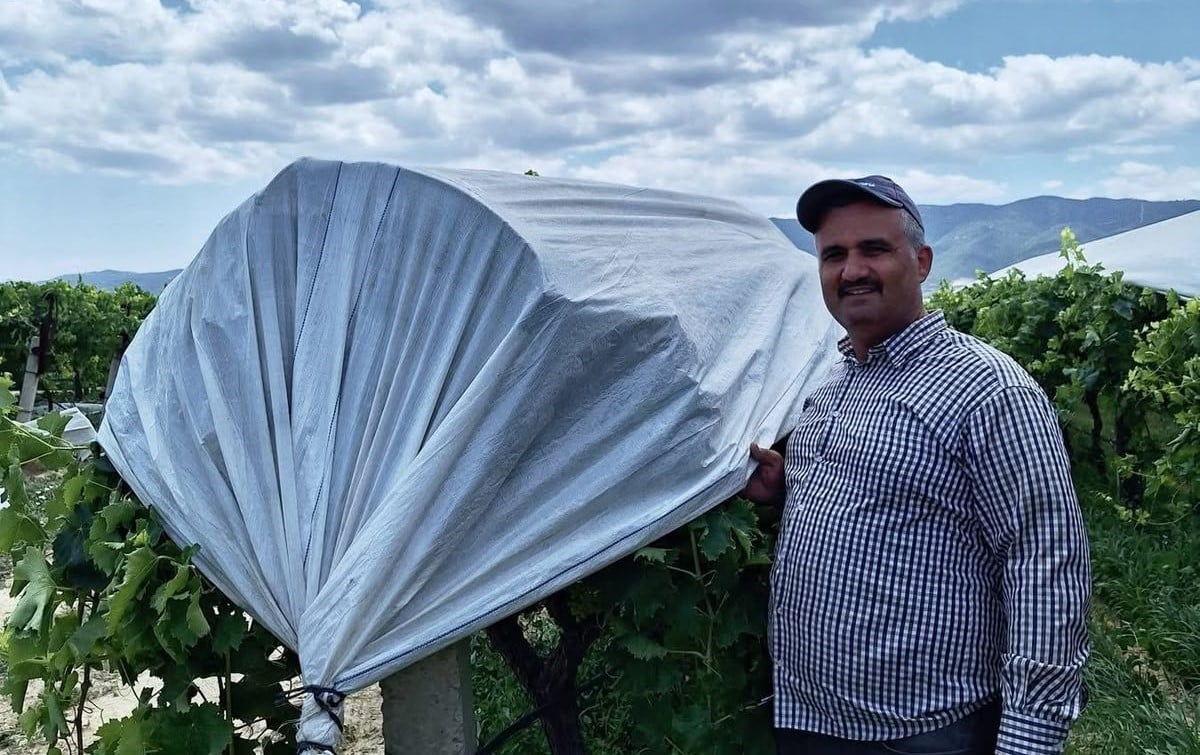 MANİSA'NIN SARIGÖL İLÇESİNDE, DÜNYACA ÜNLÜ SULTANİYE ÜZÜMÜNÜ DOLU, YAĞMUR VE GÜNEŞTEN KORUMAK...