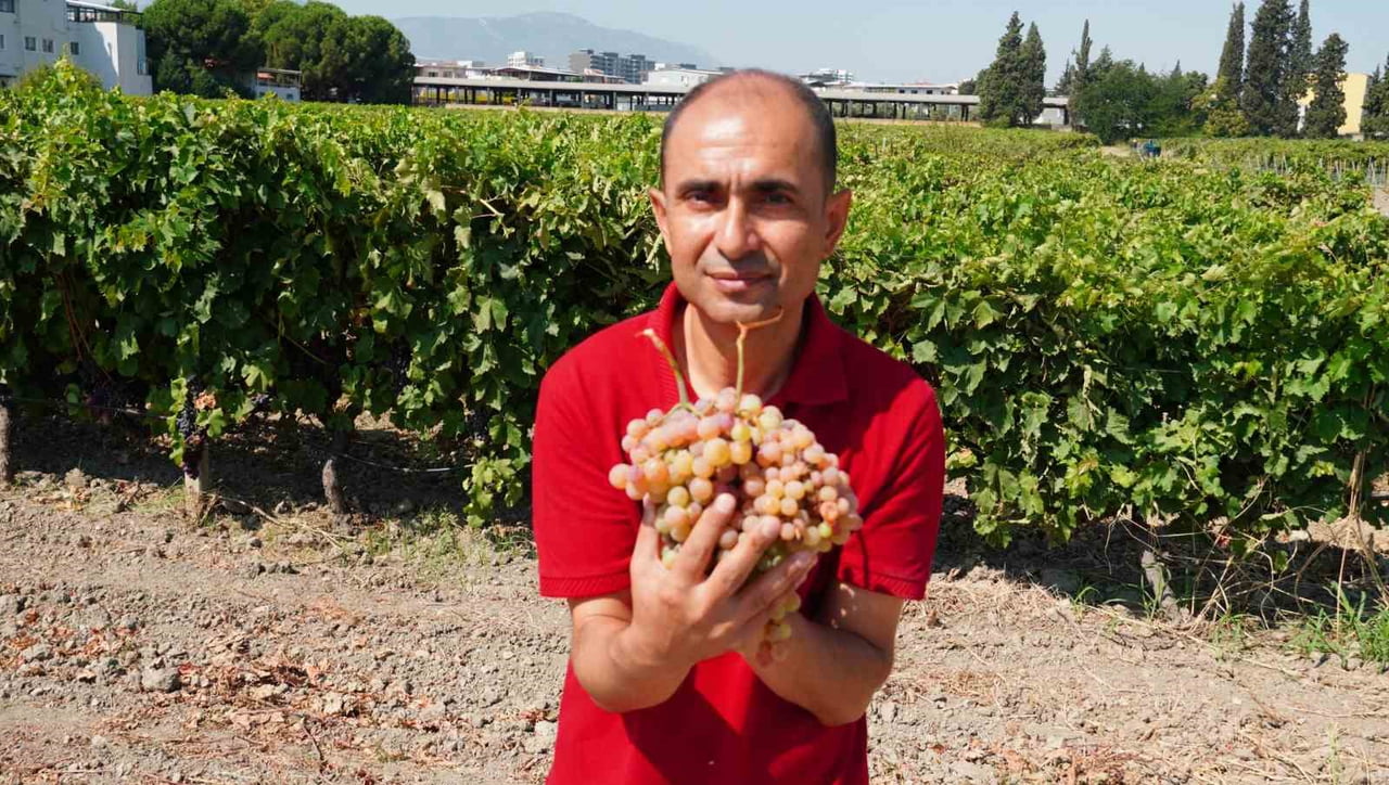MANİSA BAĞCILIK ARAŞTIRMA ENSTİTÜSÜ’NDE HASADI YAPILAN BRONX SEEDLESS ÜZÜM ÇEŞİDİ, GÖRÜNTÜSÜYLE...