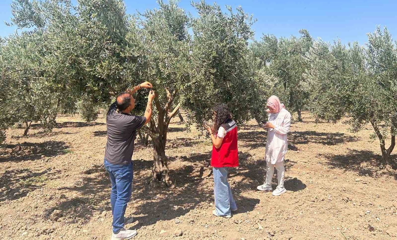 MANİSA’DA ZEYTİN ÜRETİM SEZONUNDA VERİM VE KALİTE KAYBININ ÖNÜNE GEÇMEK AMACIYLA ZEYTİN SİNEĞİNE...